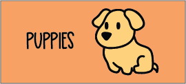 cat-puppies